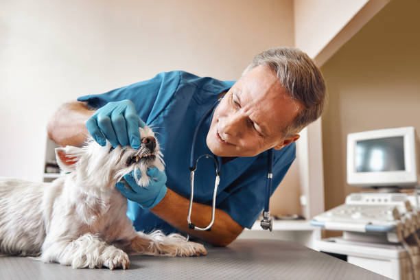 Best Emergency Gum Treatment in Mills River, NC